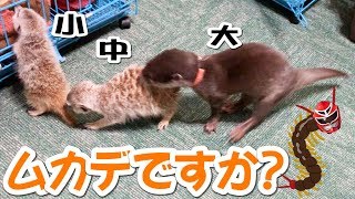 カワウソやミーアキャットによるアニマル大運動会！！【しゃもじ】【モナカときなこ】