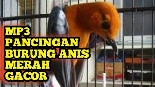 MP3 Suara Burung Anis Merah Gacor || Cocok Untuk Masteran Murai Batu