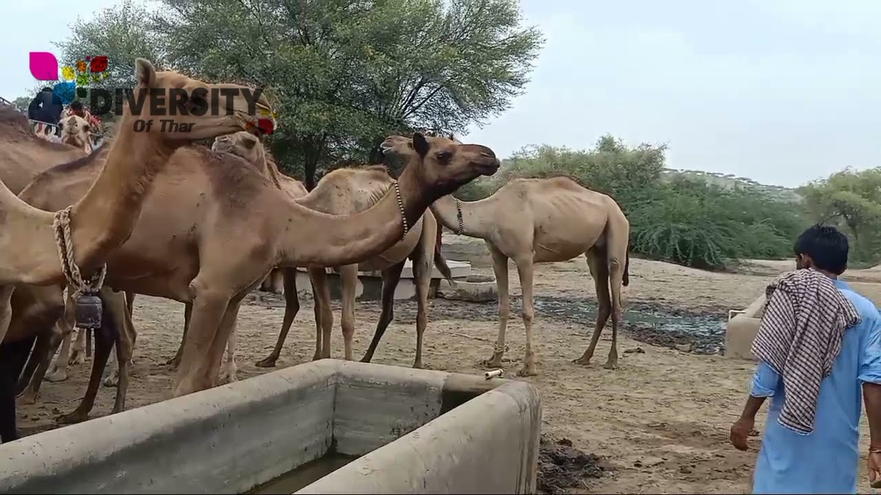 Tharparkar Camels drinking water || Thirsty Camel water time || Desert camels at water pond
