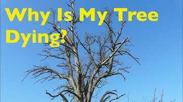 Why Is My Tree Dying?