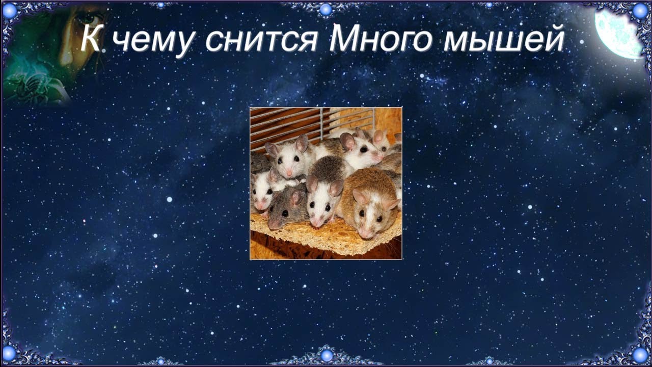 К чему снится Много мышей (Сонник)