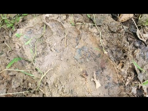 Man says he found footprints that aren't human or animal