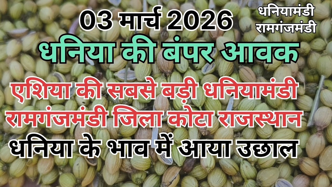 धनिया के भाव में जबरदस्त उलटफेर ।। एशिया की सबसे बड़ी धनियामंडी ।। धनिया का भाव ।। Coriander market 