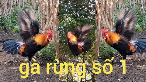 Gà rừng số 1 đập cánh gáy cực phê.qaib qus qua zoo tiag tiag tug 1