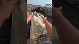 Mandi paksa #animalshorts #duck