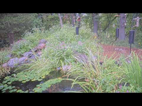Richardson Nature Center live cam preview