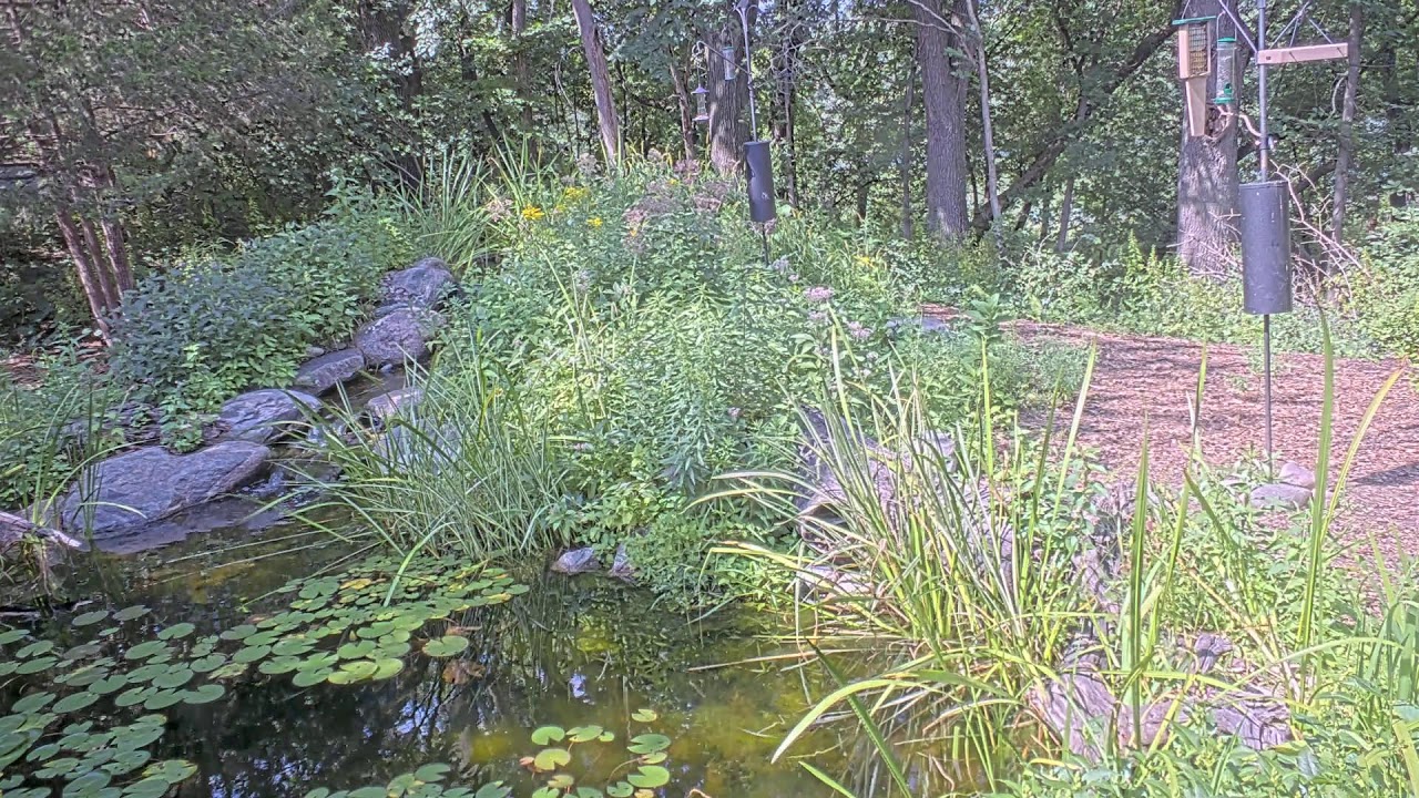 LIVE Cam @ Richardson Nature Center – Bloomington, Minnesota