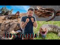 TOUT SAVOIR SUR LES TILIQUAS!!!! EP1 - REPTILE SQUAD