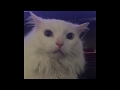 Thurston The Cat Expresses His Feelings 