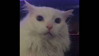 Thurston the Cat expresses his feelings