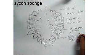 how to draw sycon sponge diagram