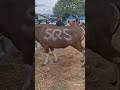 Sapi Qurban 2026 | Sapi Sebar Qurban Sesama 2026#sapiqurban2026#sebarqurbansesama#abidichanel#shorts