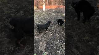 Схватка Не На Жизнь, А На Смерть