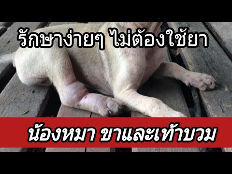 วีดีโอ: วิธีการรักษาอุ้งเท้าสุนัข