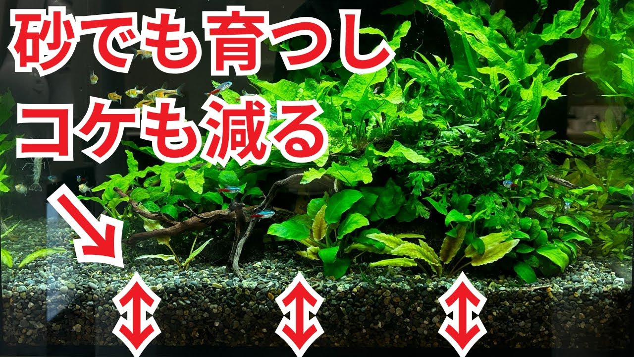 これをするだけで、砂や砂利でも水草が育つしコケも軽減されます