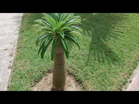 Palmera De Madagascar (Pachypodium lamerei)