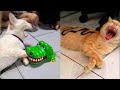 Смешные Животные - Смешные Кошки Приколы Кошками и котами и собаками #1