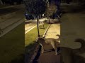 Turkish dogs. Walking in Antalya. Проголянка по Анталії. Турецькі собаки