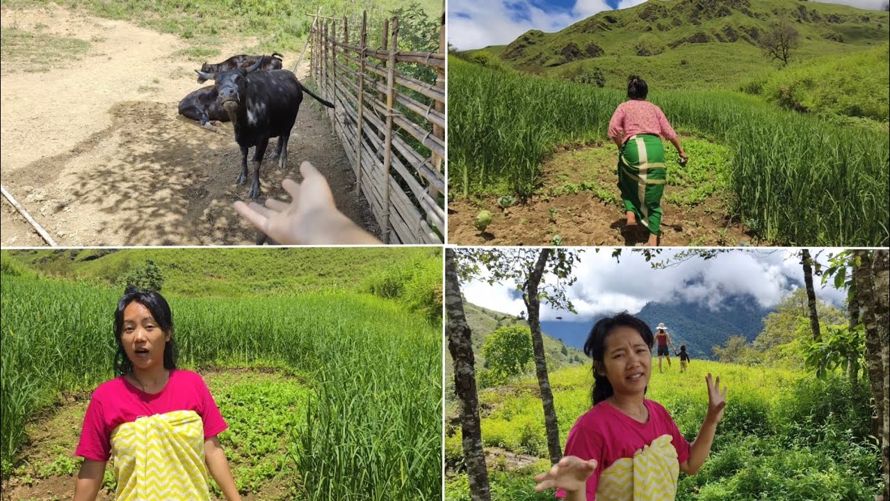 Remote Village of Arunachal Pradesh, India🍃 / Exploring My Aunt's Cultivated farm 🌾🛖  