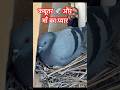 Kabutar aur माँ का प्यार #mother #love #animals #shorts #animalrescue #wildlife #baby #kids #life