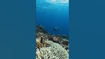 Gopro 11 10bit color #gopro #underwater #gopro11