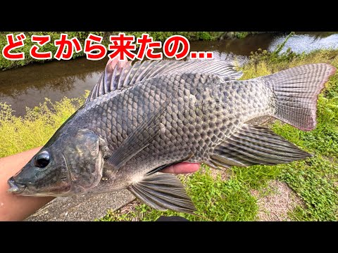 Giant invasive fish that were supposed to be extinct in the Kanto