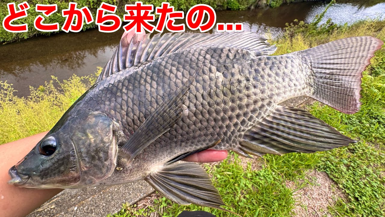 関東では絶滅したはずの巨大外来魚が用水路に〇〇〇〇匹？？草むらから追い立てたらとんでもない結果に