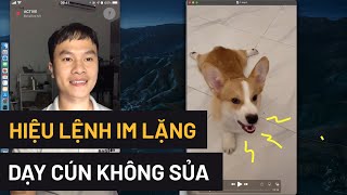 Dạy chó im lặng, không sủa đúng cách | Cách huấn luyện chó cơ bản BossDog | Dog potty training