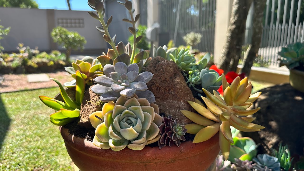 DESCUBRA o SUBSTRATO IDEAL para PLANTAR SUCULENTAS em QUALQUER TIPO de VASO