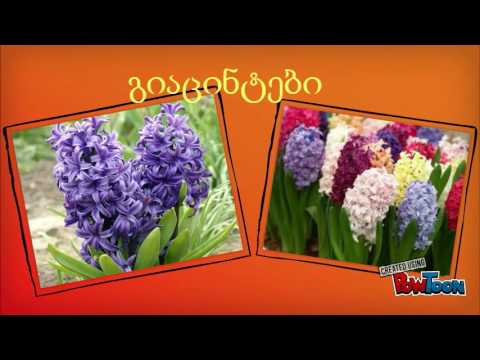 გაზაფხულის ყვავილები