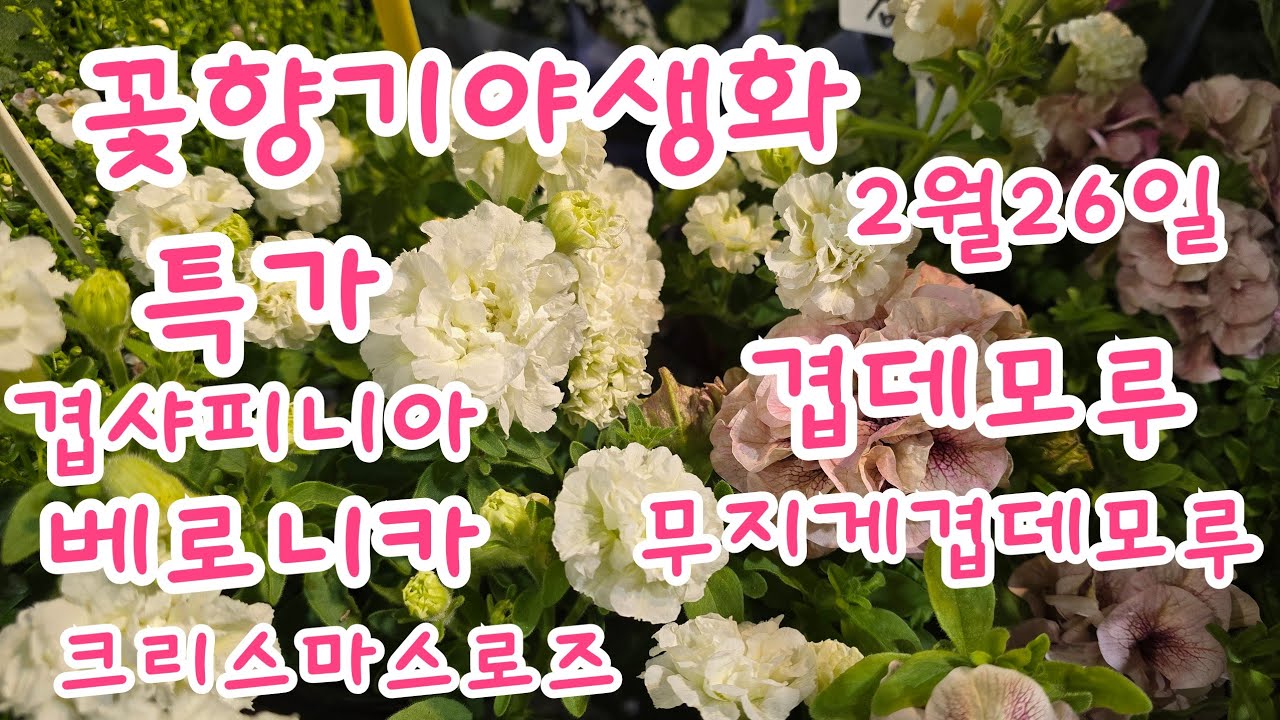 2026년 2월 26일#무지개겹데모루 #특가겹샤피니아 #노루오줌 빨강 #크리스마스로즈  #공기정화식물  #설난  #gardening  #칼리브로코어  #사계장미  #리갈제라늄 