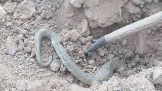 Primitive Snake Underground Python Snake Trap Using Big Plastic
