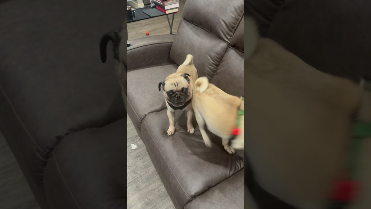 KingPug and Wolverine fighting for the Throne 2.0