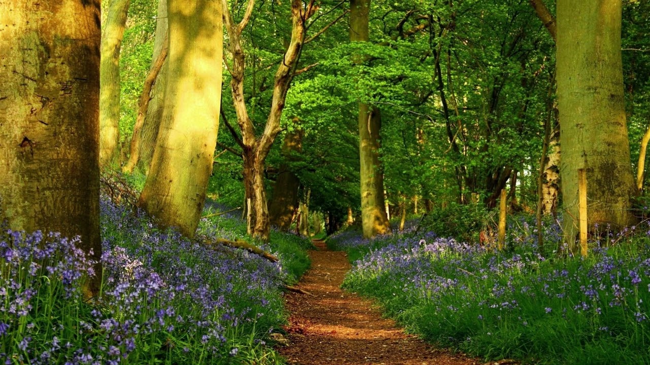 5 Hours Birds Chirping in Spring Forest 🌿 | Relaxing Nature Sounds for Sleep & Study