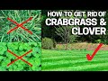 How to get rid of crabgrass  clover in the lawn  weed control like a pro