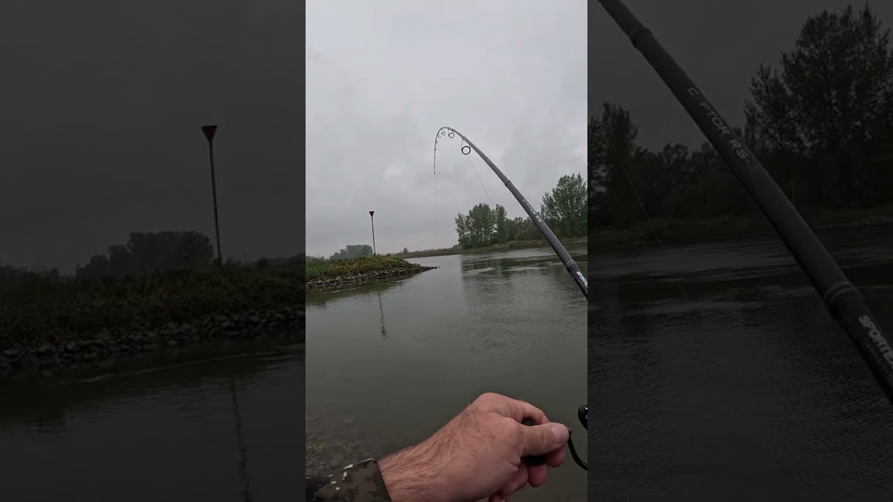 Удар судака — это поклёвка, которую рыболовы определяют по резкому «тычку»