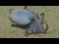 Scientists spot tiny blue octupus