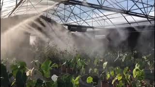 Mastering Climate Control in Your Greenhouse | Nebufly Misting Systems