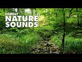 💚 Relaxing nature sounds white noise. Calming Forest nice stream. Life living and nature.