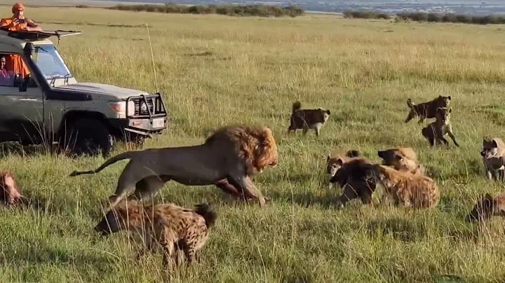 Lion King vs 30 Hyenas! Rare KILL! - DayDayNews
