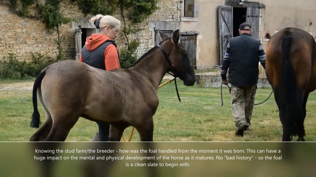 Why do you want to buy a foal