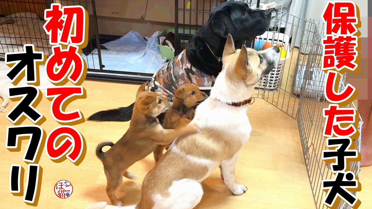 にゃんちゅぅさん☆お取り置き専用ページ Rescue Dog Puppy] Rescued puppy's first sitting + bonus corner
