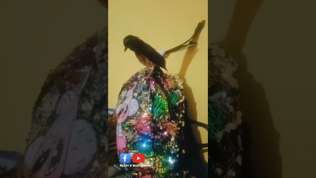 set harian dan lomba murai batu jinak, nglowo, matuk tangan dg ulet jerman