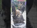 Duże uszy Małej #psy #corgi #welshcorgi #szort #cute #cardigan #youtubeshorts #pets