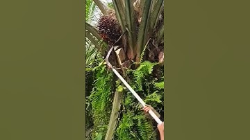 Super sharp and unique tool for harvesting oil palm#shorts