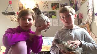 How to tell an easter egger hen from a rooster 6 weeks old