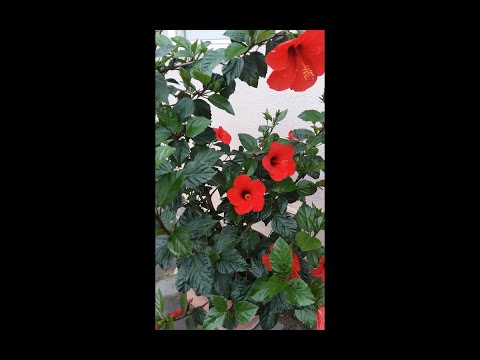 Chinese Rose | ჩინური ვარდი ყვავის ყველა სეზონზე 593191071