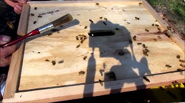 Foundationless Frames 3 days in - checking the queen cage