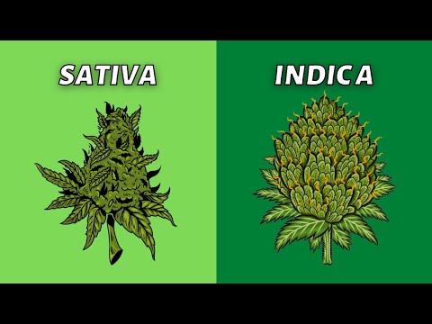 Video: Indica Vs Sativa: Sissejuhatus Peamistesse Kanepitüüpidesse