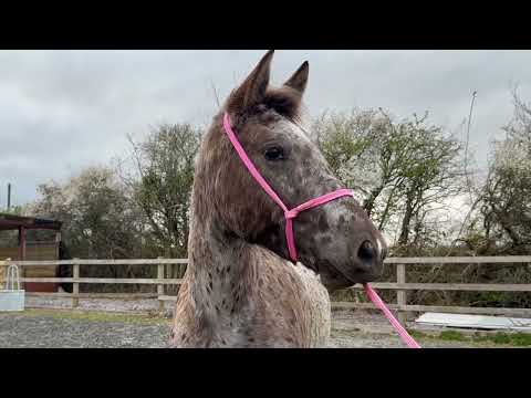 "Nova" Leopard Spot Filly Young Sport Horse